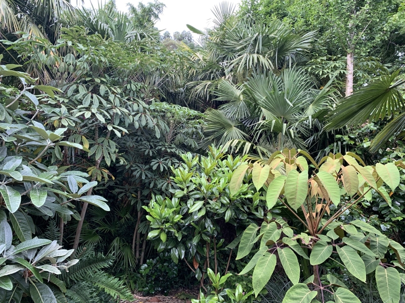 The Jungle Garden